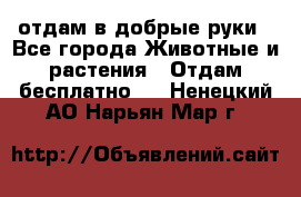 отдам в добрые руки - Все города Животные и растения » Отдам бесплатно   . Ненецкий АО,Нарьян-Мар г.